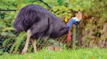 مش هتصدق اللي هتشوفه.. أضخم طائر يزن 600 كيلوغرام طوله 3 أمتار